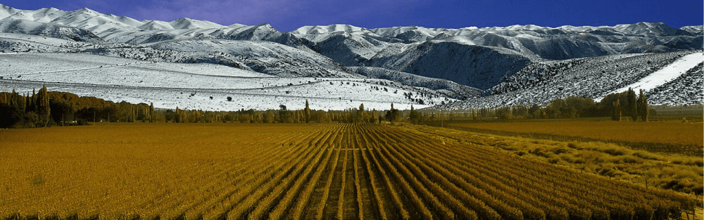 Hileras de viñedos verdes en primer plano con las montañas nevadas de la Cordillera de los Andes bajo un cielo despejado en Mendoza, Argentina.