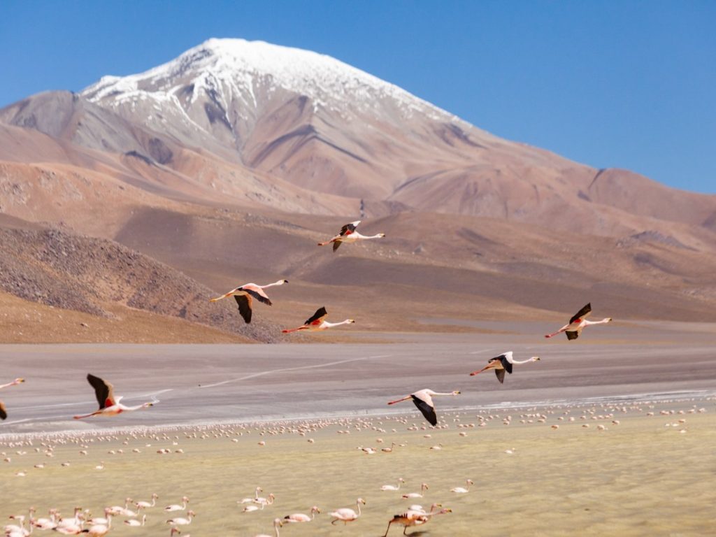 Una bandada de flamencos rosados volando sobre una laguna de altura con el imponente Volcán Galán nevado al fondo, bajo un cielo azul despejado en la Puna de Catamarca.